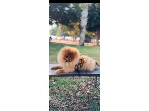5 aylık erkek üst kalite orjinal pomeranian boo