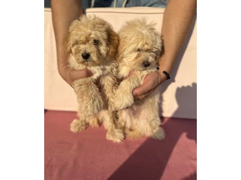 Maltipoo özel ırk yavrularımız
