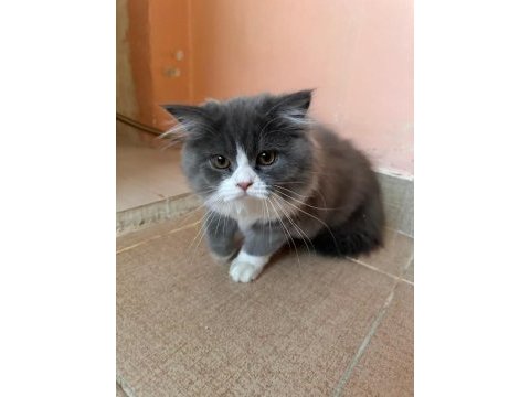 Şecereli muhteşem renklere sahip british longhair