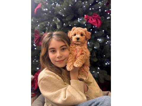 Korean maltipoo