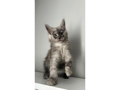 Sağlık ve ırk garantili minik maine coon devler