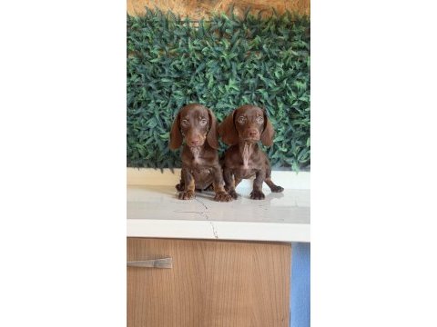 Popüler ırk mini dachshund yavrular
