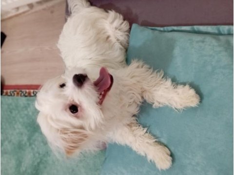 Maltese 8 aylık erkek