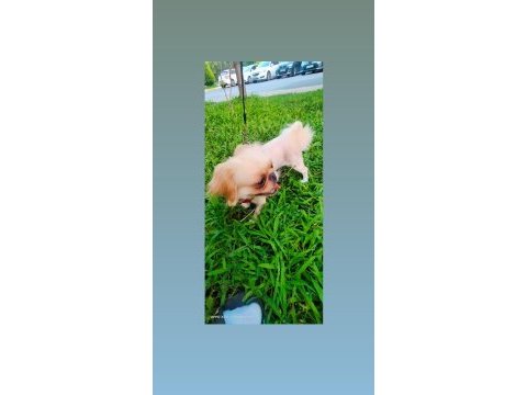 1 yaşında pekinez karneli çipli acil