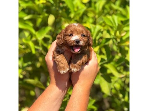 Teslime hazır maltipoo cinsi köpekler
