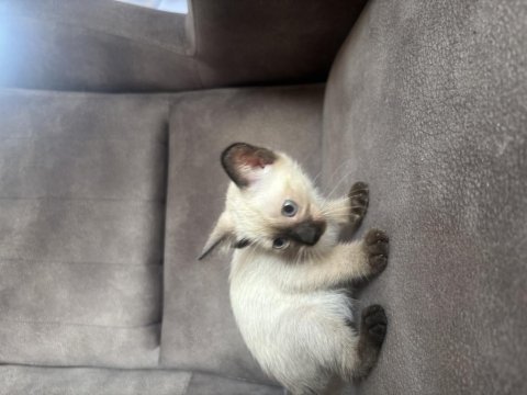 Mükemmel kalite siyam kedisi kızımız