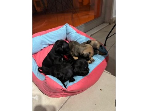 Gül kuyruk sıfır burun pug köpekler