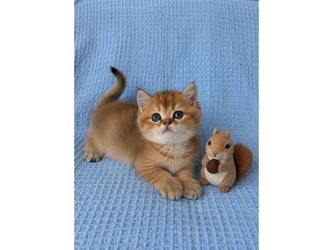 Ankaranın en seçkin golden british shorthair yavruları