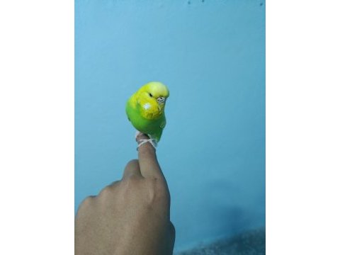 Ele alışkın jumbo muhabbet kuşu
