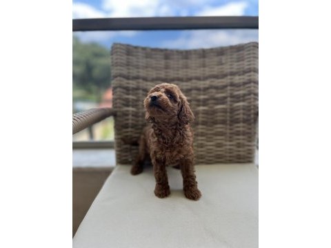 Toy poodle kore
