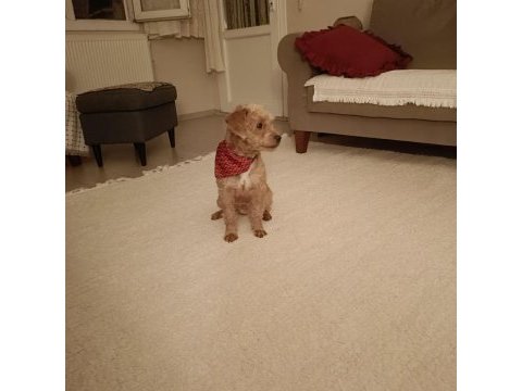 Bedelsiz sahiplendirme 7 aylık dişi maltipoo