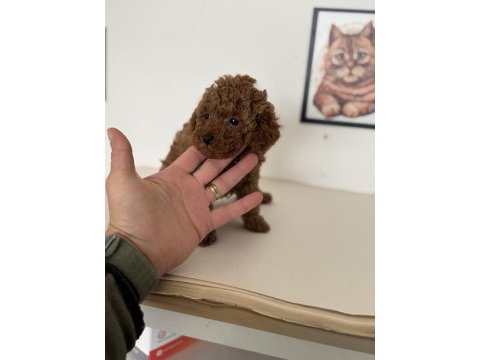 Petmode köpek çiftliğinden tea cup poodle