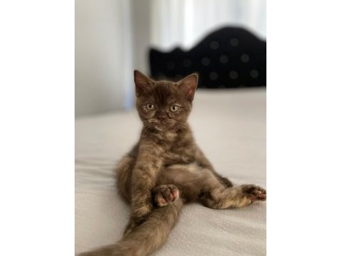 British shorthair yavrularıma yuva arıyorum