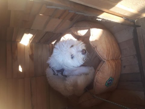 1 yaşında maltipoo erkek bakımlı satılık
