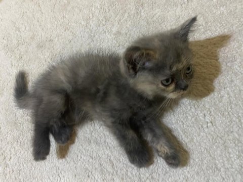 British shorthair yavru sahiplendirme