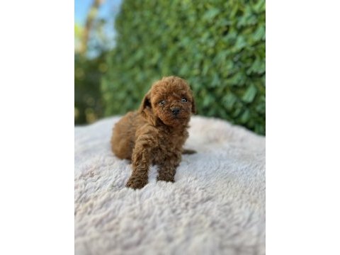 Toy poodle bebekler üst kalite
