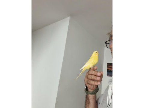 Ele alışkın sevmeye veya üretime uygun genç kuşlarım