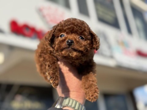 En güzel redbrown kore tea cup poodle lar