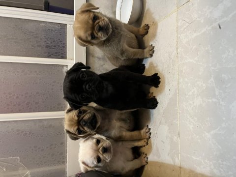 Pug mops özel renk yavrular
