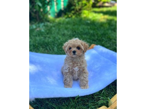Dünya tatlısı f2 maltipoo yavruları