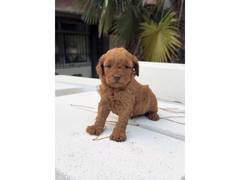 Redbrown maltipoo 