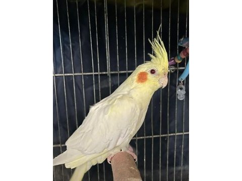 Çift damızlık sultan papağanları