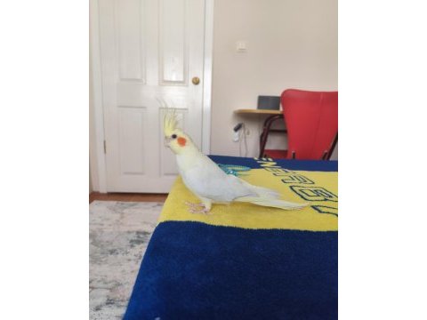 Ele kola alışık ful evcil lutino sultan papağanı