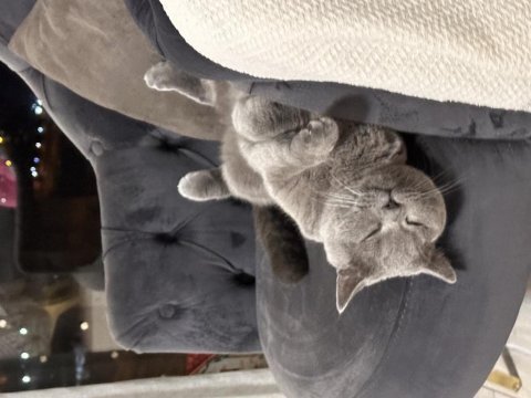 British shorthair kedisi