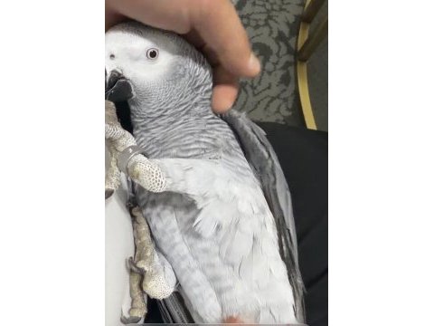 11 aylık jako full ecvil konuşuyor