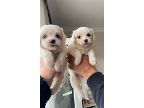 Terrier maltese bebekler