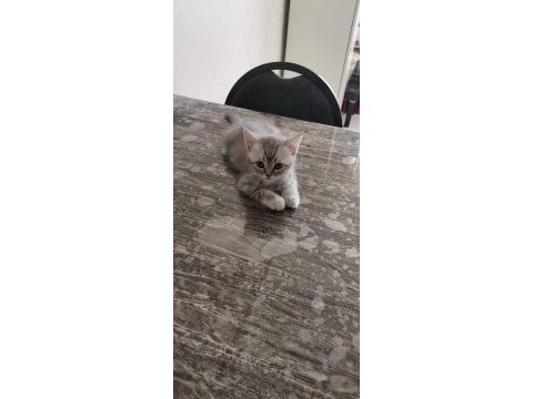 Çok sağlıklı kum ve mama alışkanlığı var scottish