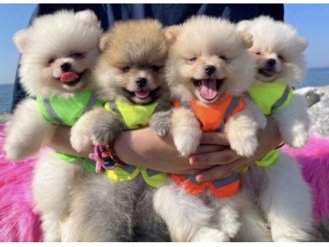 Pomeranian boo bebek köpekler