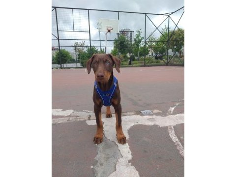 Sahibinden doberman