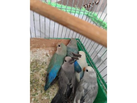 Yavru sevda papağanları
