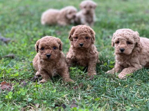 Çok sevimli orjinal poodle bebeklerimiz