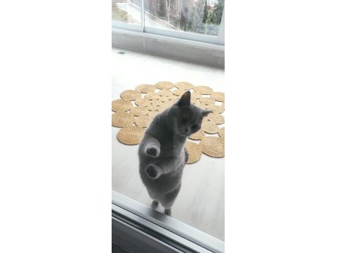British shorthair 1.5 yaşında