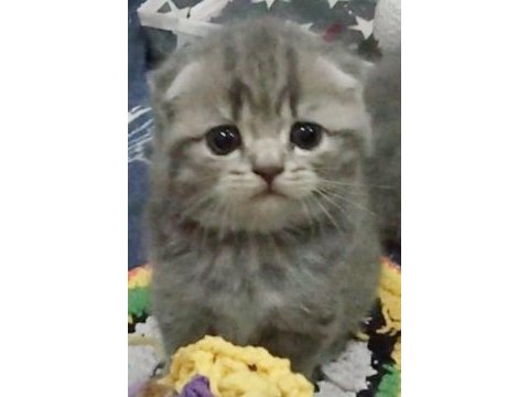 Bı lokma aşk scottish fold