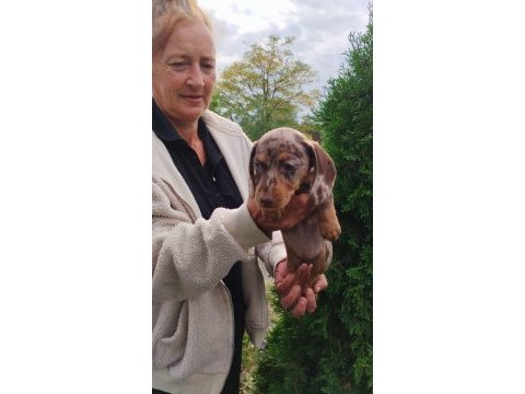 Birbirinden özel dachshund yavruları