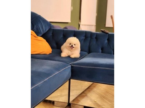 Karbeyaz 1 yaş teacup erkek pomeranian