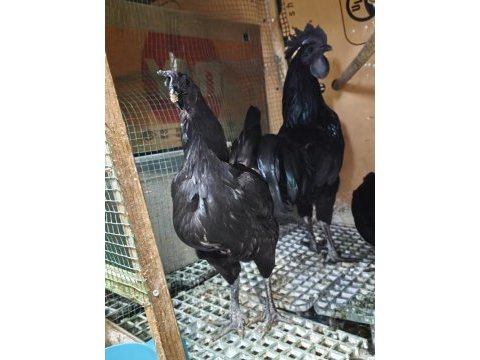 Ayam cemali