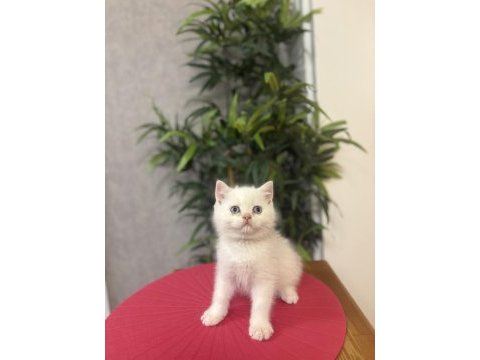 Brıtısh shorthair red point yavrularım 
