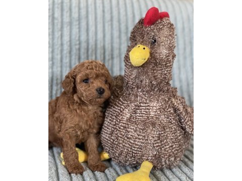 Eşsiz güzellikte toy poodle yavrumuz