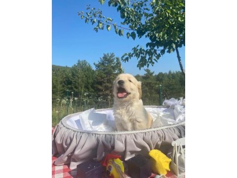Baby face safkan golden retriever yavrularımız