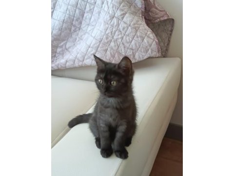 Kara kız british shorthair