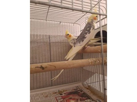 Damızlık pied çift sultan papağanı