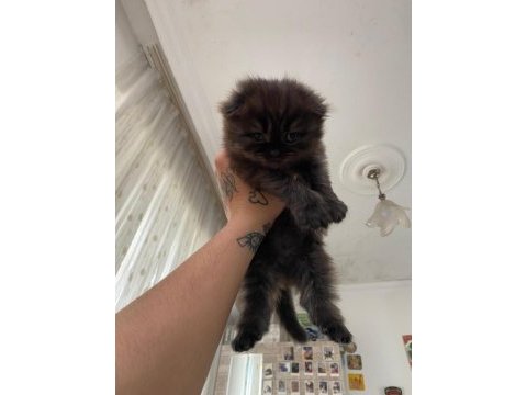 1 buçuk yaşında dişi exotic shorthair ve yavruları