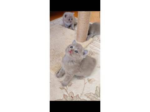 Gri lilac dişi erkek yavrularımız