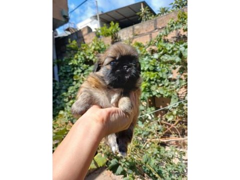 Yavru pekinez köpekler