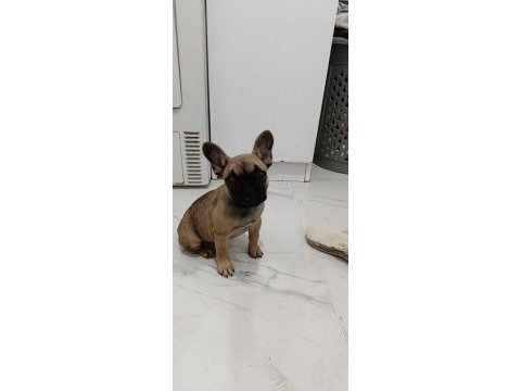 3 aylık french bulldog kızımız
