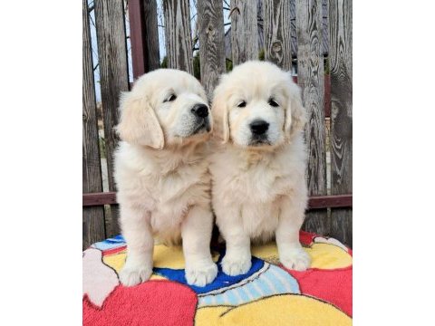 Golden retriever kapıda ödeme hizmetimiz vardır